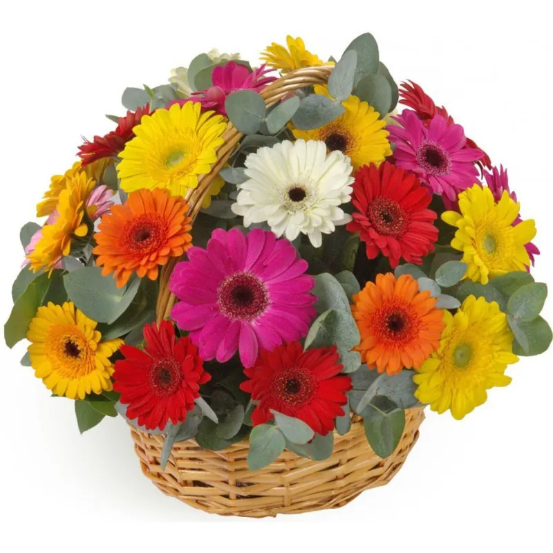 Корзина из 31 разноцветной герберы, доставка Демидов